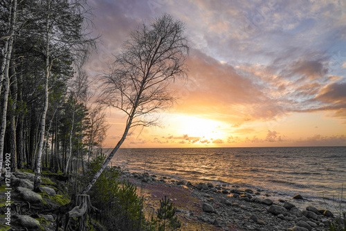 Fototapeta Naklejka Na Ścianę i Meble -  a crooked tree on the seashore