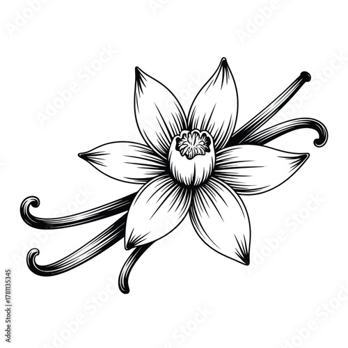 Hand drawn sketch of a vanilla orchid flower with pods