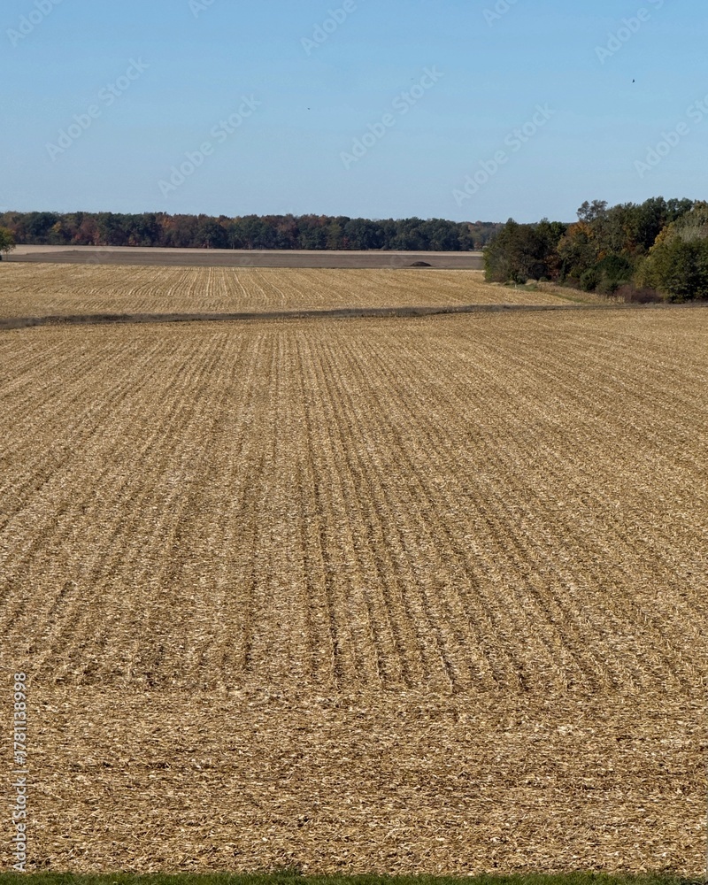 Fototapeta premium Golden Harvest Field Under Clear Sky