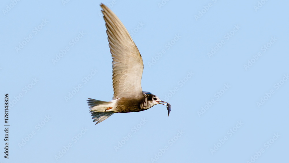 Fototapeta premium seagull in flight
