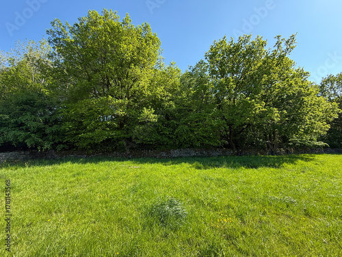 A wide green meadow lies under a bright blue sky. Towering trees with thick foliage line the perimeter, shaping a tranquil landscape in Allerton, Bradford, UK