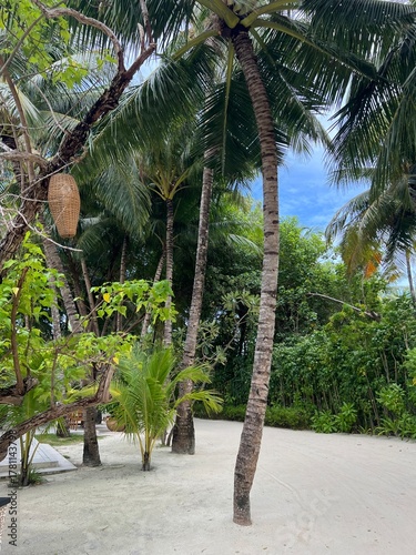 Maldives Paradise Island with Beach Swing and Loungers