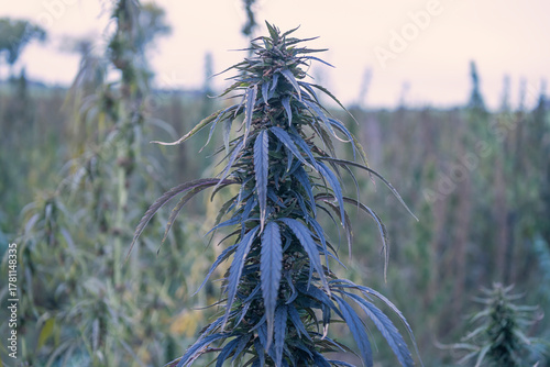 Field landscape with cannabis, used for medical treatment of fatal diseases like cancer, smoking for fun causing addiction, and for industrial use like constructions, textile production, insulation.