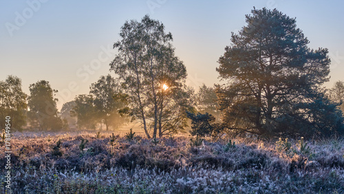 Misty Lüneburg Heath at dawn with birch trees, frost-tipped heather and expansive heathland in October morning near Schiehorn, showcasing tranquil autumn landscape in Germany