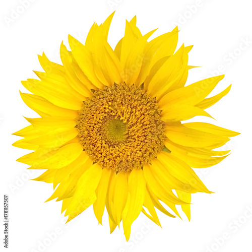 Wallpaper Mural sunflower isolated on white background Torontodigital.ca