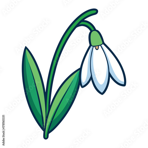 Illustration of snowdrop flower drawing vector, spring flower botanical illustration art design