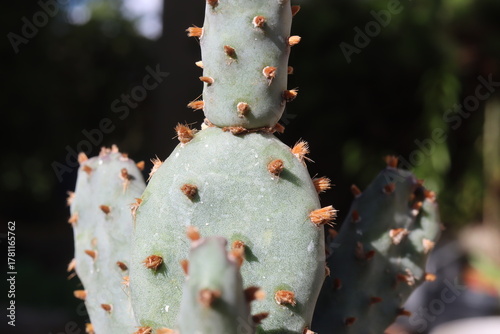 Opuntia basilaris var. brachyclada San Gabriel Mountains CAL lila Blüte kaktus opuncja