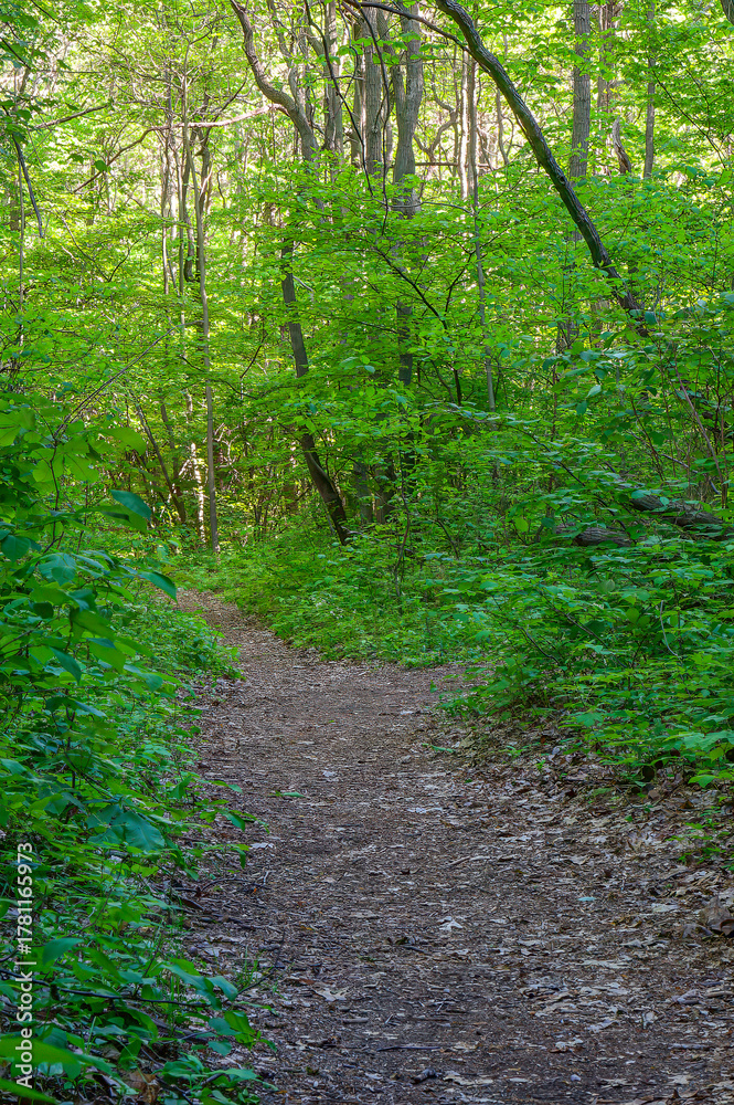 Obraz premium path in the forest