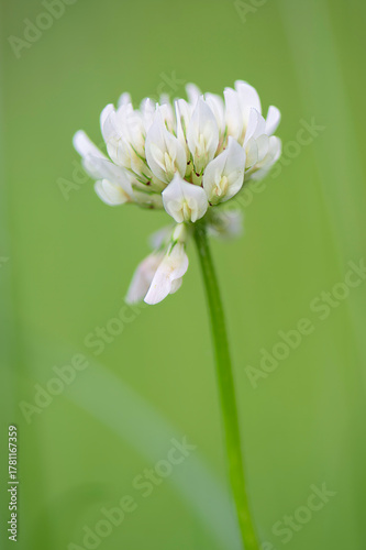 close up of a flower