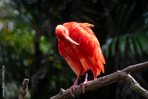 Scarlet Ibis