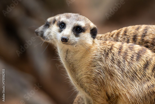 Meerkat 
