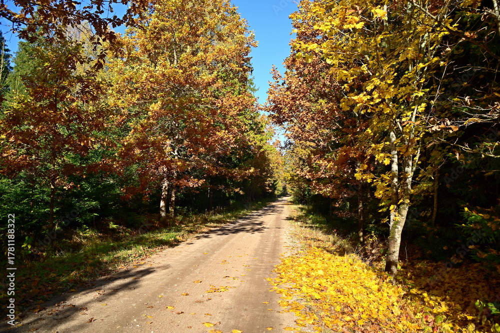Naklejka premium road in autumn forest
