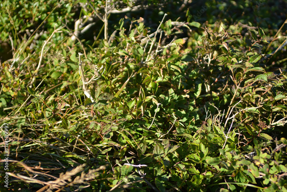 Obraz premium Lonicera caerulea var. edulis, known as honeyberry or haskap, a deciduous shrub of the honeysuckle family with yellow spring flowers and blue edible berries ripening in summer. Photographed in Korea.
