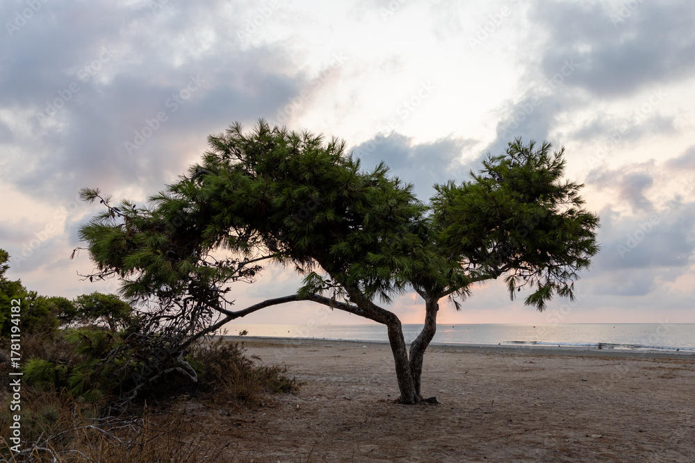 Fototapeta premium Tree on the beach at dawn.
