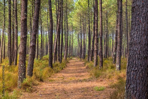 Forêt de Pins des Landes sur la commune de Linxe en France