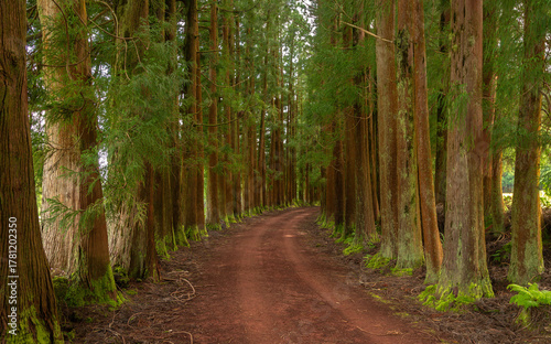 Dense forest in Viveiro da Falca, Terceira Island, Azores, with moss-covered tree trunks creating a lush green woodland atmosphere in this natural reserve