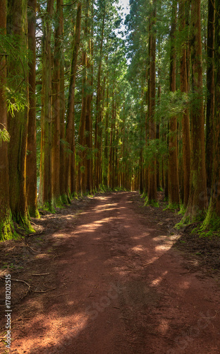 Dense forest in Viveiro da Falca, Terceira Island, Azores, with moss-covered tree trunks creating a lush green woodland atmosphere in this natural reserve