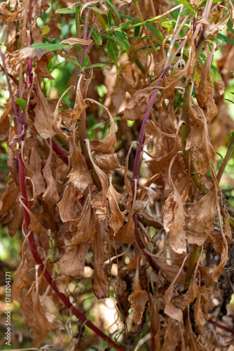 Withered African Daisy (Osteospermum)