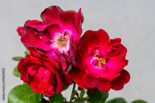 Withered Red Roses