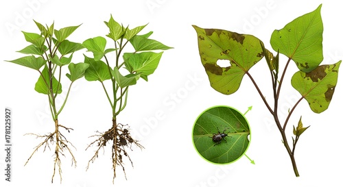 Sweet Potato Plant with Roots and Weevil Damage leaves pest agri