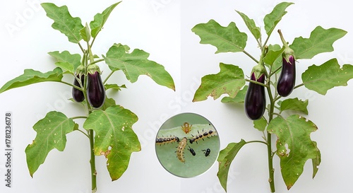Eggplant plant with fruit and pests on leaves aubergine vegetabl