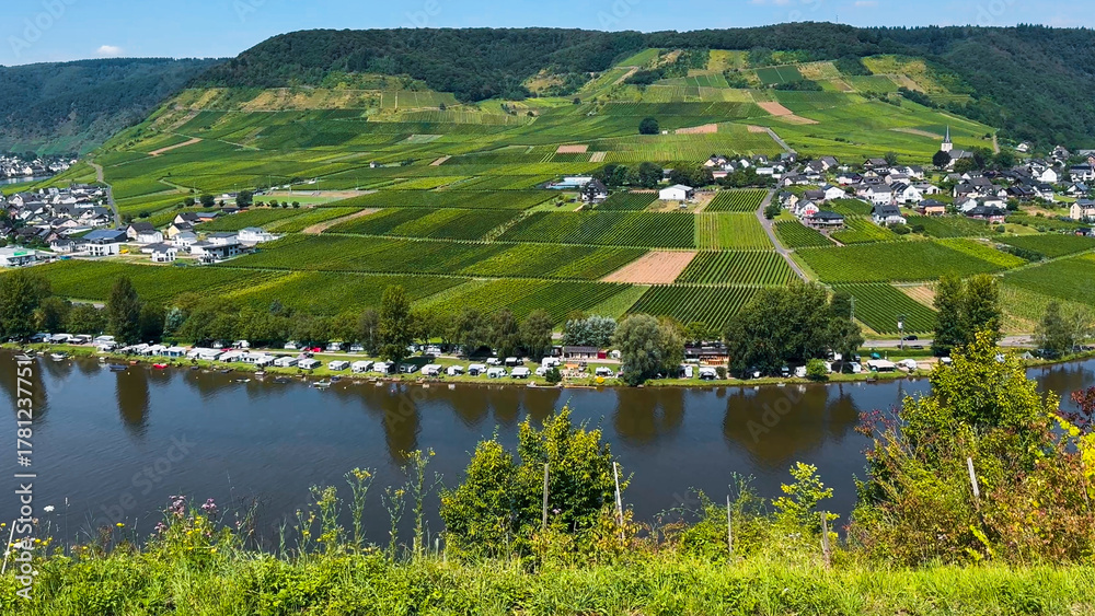 Fototapeta premium Wine region of the Mosel Valley. Wine tourism Cochem, Rhineland-Palatinate, Germany August 2, 2025.