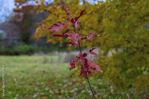 pink and white flowers oak sapling in Autumn