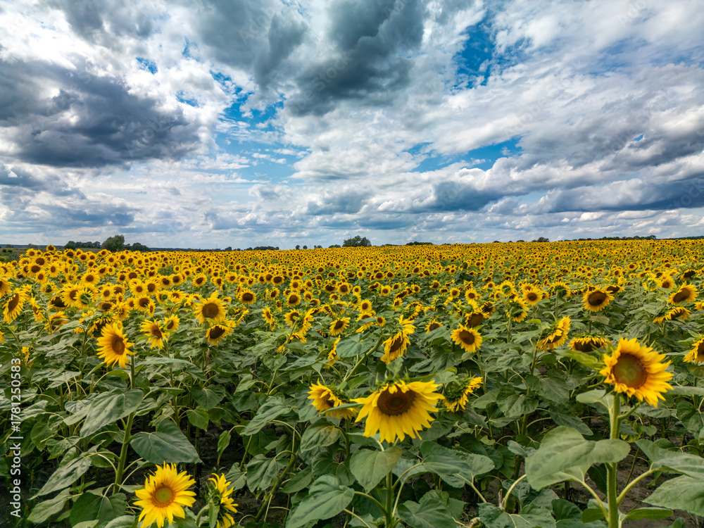 Obraz premium Sunflower field under blue sky with white clouds on a sunny summer day