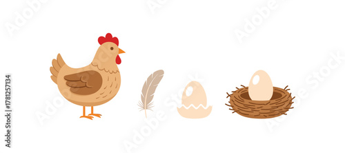 Hen with eggs and feather next to a nest on a white background