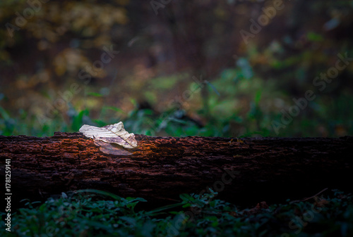 Leaf On Log