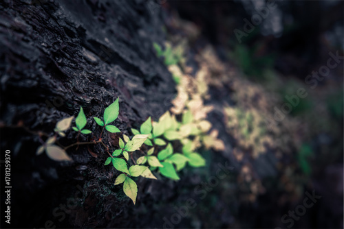 Vine Ivy Tree