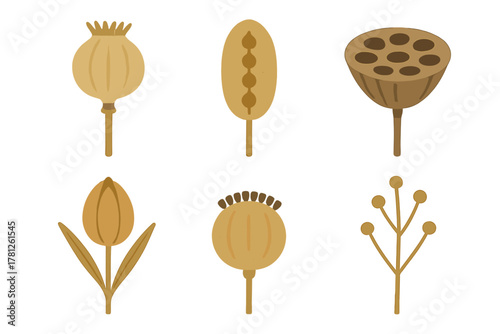 Stylized collection of dried seed pods, poppy capsules, lotus head, and abstract botanical elements in earthy tones