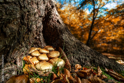 Pilze im Wald