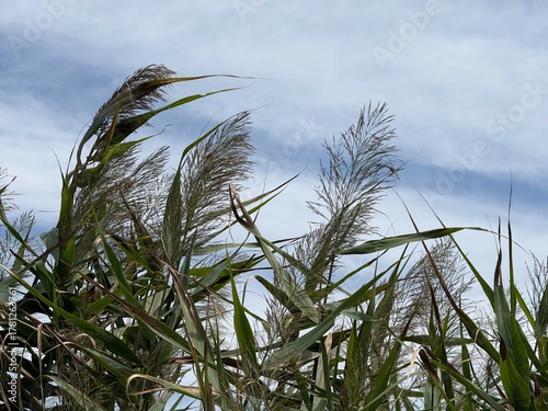 Reed phragmites australis.