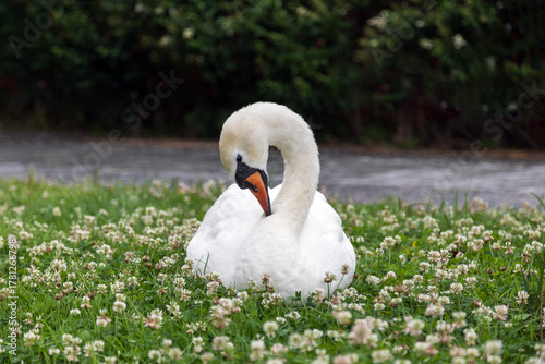 Photos Cigno bianco che si pulisce accovacciato su un prato fiorito