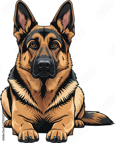 German Shepherd Dog lying down facing front vector illustration