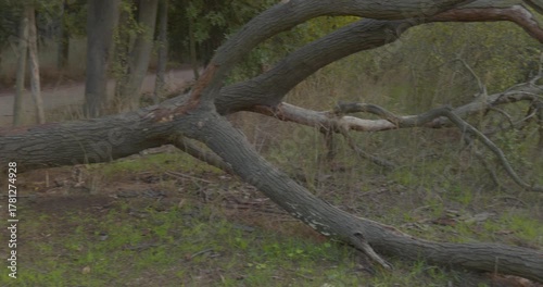 Fallen tree from roots to branches, large uprooted tree lying on forest ground
