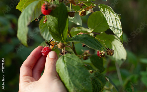 Raspberry plant, Rubus idaeus with red fruit in the European woodland -  collecting wild fruit for the traditional medicine and preserves.