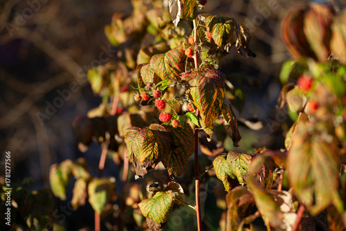 Raspberry plant, Rubus idaeus with red fruit in the European woodland -  collecting wild fruit for the traditional medicine and preserves.