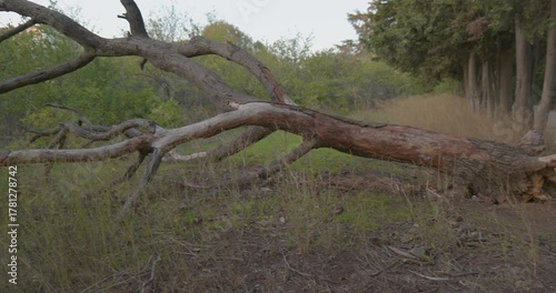 Fallen tree with exposed roots lying on the ground after storm damage in forest