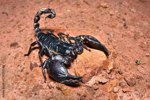 Closeup picture of the giant Asian forest scorpion Heterometrus silenus photographed in its biotope in Kep, Cambodia.