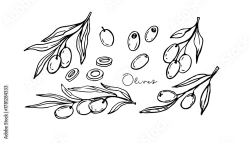 Olive branches, Fruits hand drawn doodle sketch. Vegetable for Mediterranean or vegan diet, organic cosmetics, for advertising, packaging. For menu, cafe, restaurant, poster, banner, emblem, sticker