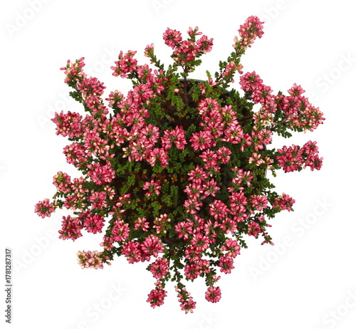 Calluna flowers (heather), Erica, ericaceae, heath isolated on white background, top view
