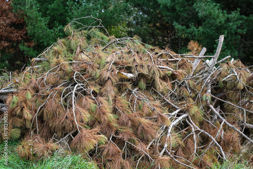 A large pile of cut pine branches with both green and brown needles from recently cleared trees. The branches are tangled together. Nature, parks, forestry and environment background. Pine trees.