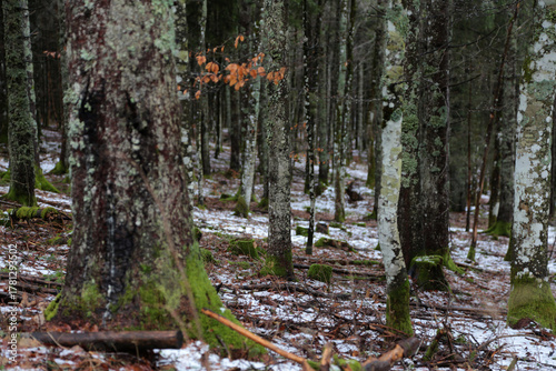 Landschaftsaufnahme im Schwarzwald im Wald im Winter
