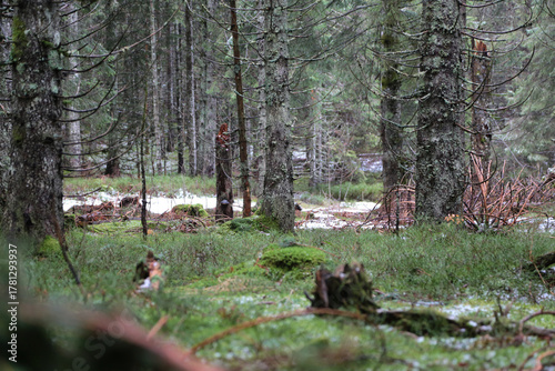Landschaftsaufnahme im Schwarzwald im Wald im Winter