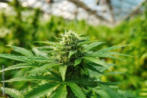 Expansive Growhouse Featuring Lush Green Ganja Plants and Buds Ready for Trim