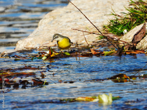 Grey Wagtail Searching for Food in Željeznica River