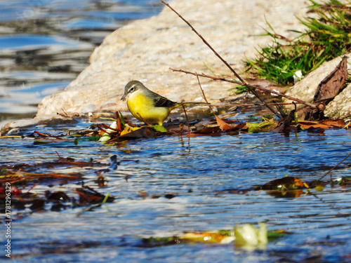 Grey Wagtail Searching for Food in Željeznica River