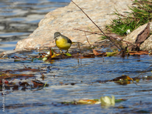 Grey Wagtail Searching for Food in Željeznica River